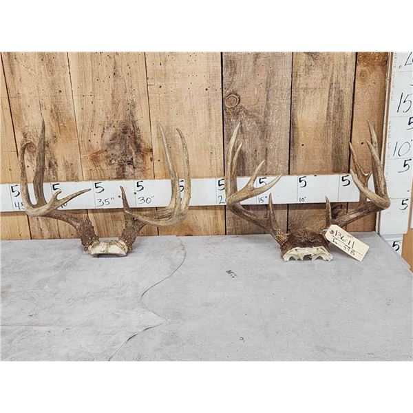 2 NICE Sets Of Whitetail Antlers On Skull Plate