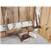 Image 3 : 2 NICE Sets Of Whitetail Antlers On Skull Plate