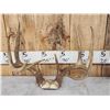Image 5 : 2 NICE Sets Of Whitetail Antlers On Skull Plate