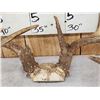 Image 8 : 2 NICE Sets Of Whitetail Antlers On Skull Plate
