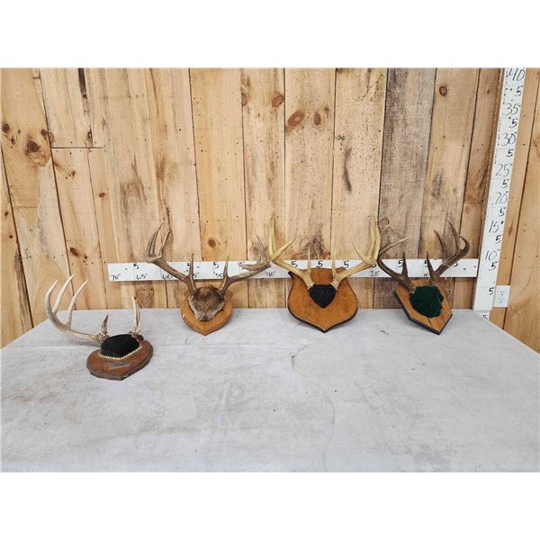 4 Sets Of Whitetail Antlers On Skull Plate