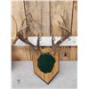 Image 2 : 4 Sets Of Whitetail Antlers On Skull Plate