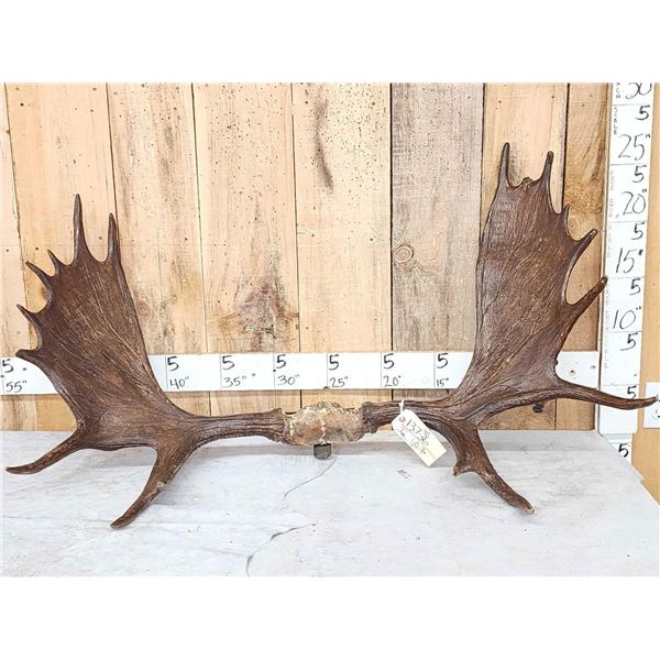 47" Wide Moose Antlers On Skull Plate