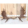 Image 1 : 47" Wide Moose Antlers On Skull Plate