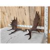 Image 2 : 47" Wide Moose Antlers On Skull Plate