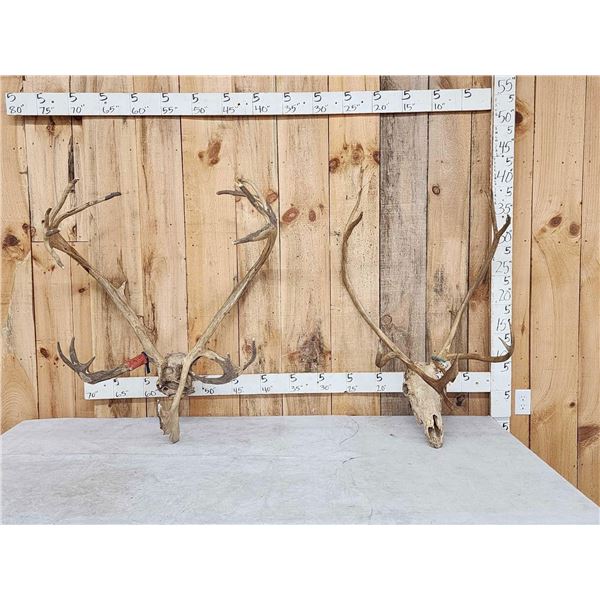 2 Sets Of Caribou Antlers