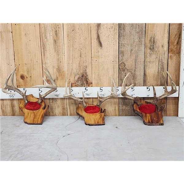3 Sets Of Whitetail Antlers On Plaques