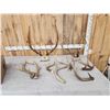 Image 1 : 17 Lbs Of Mixed Antlers
