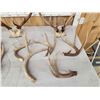 Image 2 : 17 Lbs Of Mixed Antlers