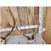 Image 3 : 17 Lbs Of Mixed Antlers