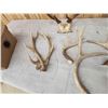 Image 5 : 17 Lbs Of Mixed Antlers