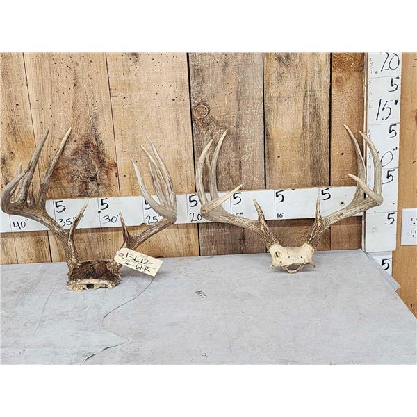 2 Nice Sets Of Whitetail Antlers On Skull Plate