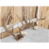 Image 3 : 2 Nice Sets Of Whitetail Antlers On Skull Plate
