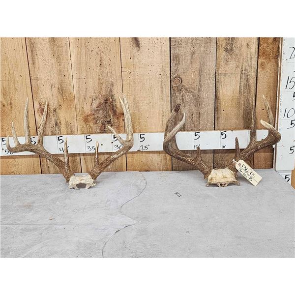 2 Nice Sets Of Whitetail Antlers On Skull Plate