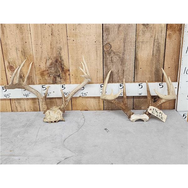 2 Sets Of Whitetail Antlers On Skull Plate