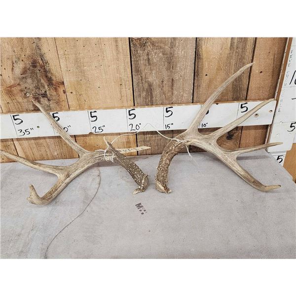 4x5 Whitetail Shed Antlers