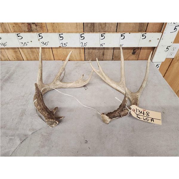 2 Nice Wild Whitetail Shed Antlers