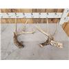 Image 1 : 2 Nice Wild Whitetail Shed Antlers