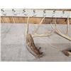 Image 3 : 2 Nice Wild Whitetail Shed Antlers