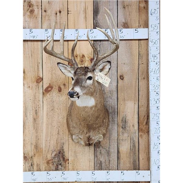 Wild 160 Class Whitetail Shoulder Mount Taxidermy