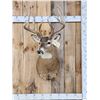 Image 1 : Wild 160 Class Whitetail Shoulder Mount Taxidermy