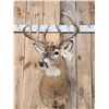 Image 2 : Wild 160 Class Whitetail Shoulder Mount Taxidermy