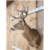 Image 3 : Wild 160 Class Whitetail Shoulder Mount Taxidermy