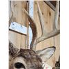 Image 5 : Wild 160 Class Whitetail Shoulder Mount Taxidermy