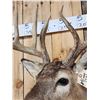 Image 6 : Wild 160 Class Whitetail Shoulder Mount Taxidermy