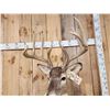 Image 7 : Wild 160 Class Whitetail Shoulder Mount Taxidermy