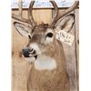 Image 8 : Wild 160 Class Whitetail Shoulder Mount Taxidermy
