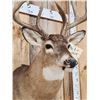 Image 9 : Wild 160 Class Whitetail Shoulder Mount Taxidermy