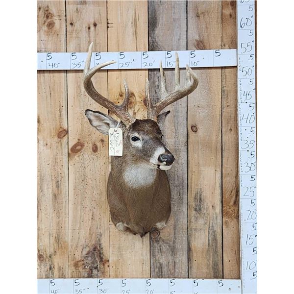 Wild 4x5 Whitetail Shoulder Mount Taxidermy