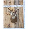 Image 1 : Wild 4x5 Whitetail Shoulder Mount Taxidermy