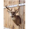 Image 2 : Wild 4x5 Whitetail Shoulder Mount Taxidermy