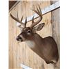 Image 3 : Wild 4x5 Whitetail Shoulder Mount Taxidermy