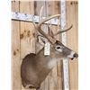 Image 4 : Wild 4x5 Whitetail Shoulder Mount Taxidermy