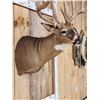 Image 10 : GIANT Main Frame 6x6 Whitetail Shoulder Mount Taxidermy