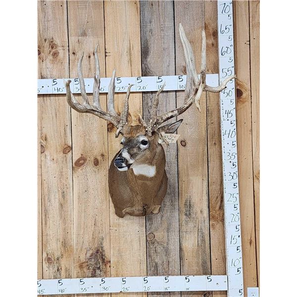 GIANT Main Frame 6x6 Whitetail Shoulder Mount Taxidermy