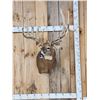 Image 1 : GIANT Main Frame 6x6 Whitetail Shoulder Mount Taxidermy