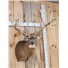 Image 2 : GIANT Main Frame 6x6 Whitetail Shoulder Mount Taxidermy
