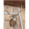 Image 4 : GIANT Main Frame 6x6 Whitetail Shoulder Mount Taxidermy