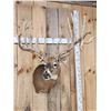 Image 5 : GIANT Main Frame 6x6 Whitetail Shoulder Mount Taxidermy