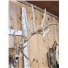 Image 6 : GIANT Main Frame 6x6 Whitetail Shoulder Mount Taxidermy