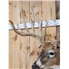 Image 7 : GIANT Main Frame 6x6 Whitetail Shoulder Mount Taxidermy