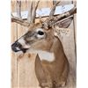 Image 8 : GIANT Main Frame 6x6 Whitetail Shoulder Mount Taxidermy