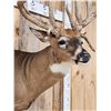 Image 9 : GIANT Main Frame 6x6 Whitetail Shoulder Mount Taxidermy