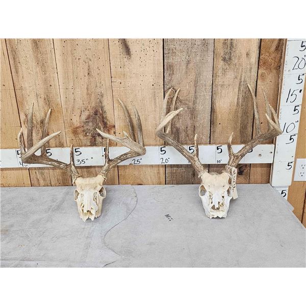 2 Sets Of Whitetail Antlers On Skull