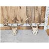 Image 1 : 2 Sets Of Whitetail Antlers On Skull