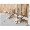 Image 2 : 2 Sets Of Whitetail Antlers On Skull